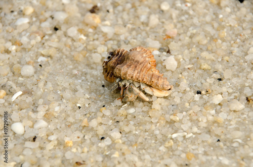 Colorful wild crab with shell  Paguroidea on the beach 