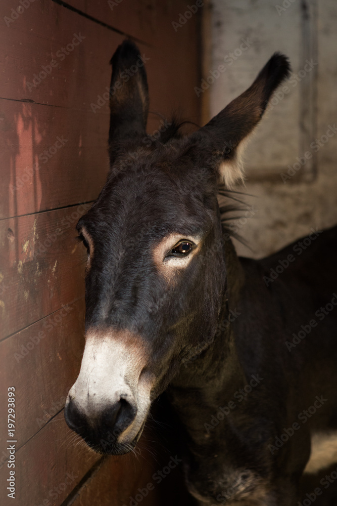 Portrait of a beautiful brown donkey in a stable stall Portrait of a beautiful brown donkey in a stable stall
