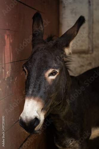 Portrait of a beautiful brown donkey in a stable stall
