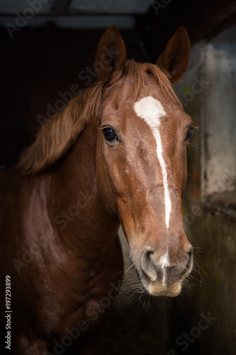 Fototapeta Naklejka Na Ścianę i Meble -  Beautiful bay horse in a stable stall