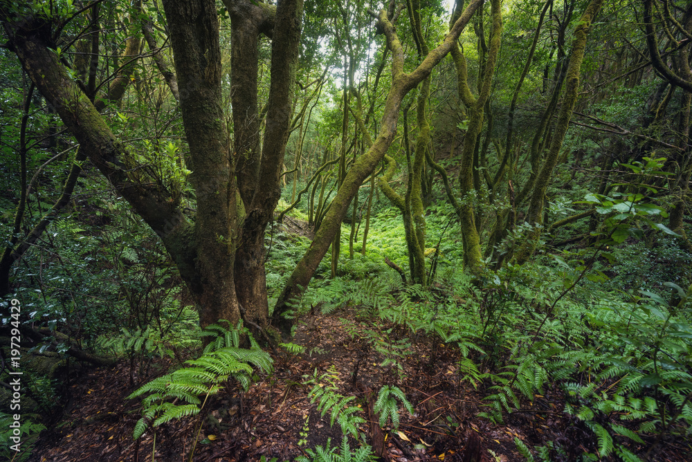 Magic Laurisilva rain forest in Anaga mountains, Tenerife, Canary islands, Spain.