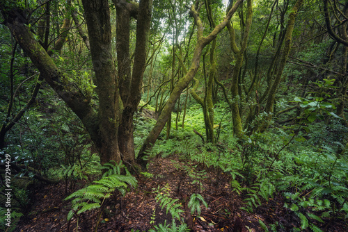 Magic Laurisilva rain forest in Anaga mountains  Tenerife  Canary islands  Spain.