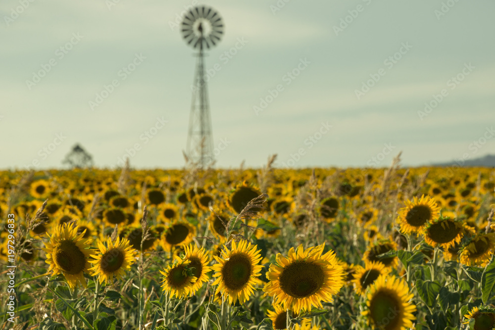 Fototapeta premium Sunflowers amongst a field next to a windmill in the afternoon in Nobby, Toowoomba Region, Queensland.