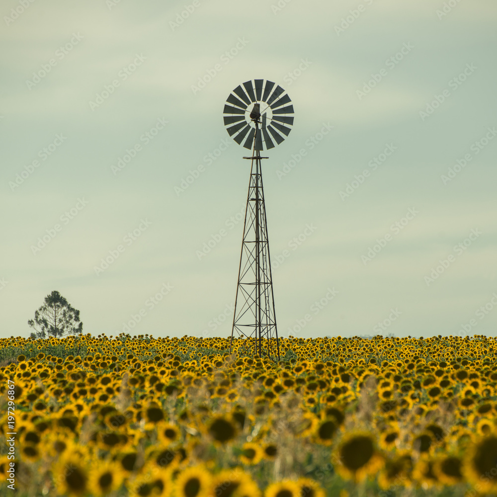 Obraz premium Sunflowers amongst a field next to a windmill in the afternoon in Nobby, Toowoomba Region, Queensland.