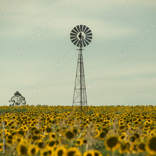 Fototapeta Naklejka Na Ścianę i Meble -  Sunflowers amongst a field next to a windmill in the afternoon in Nobby, Toowoomba Region, Queensland.