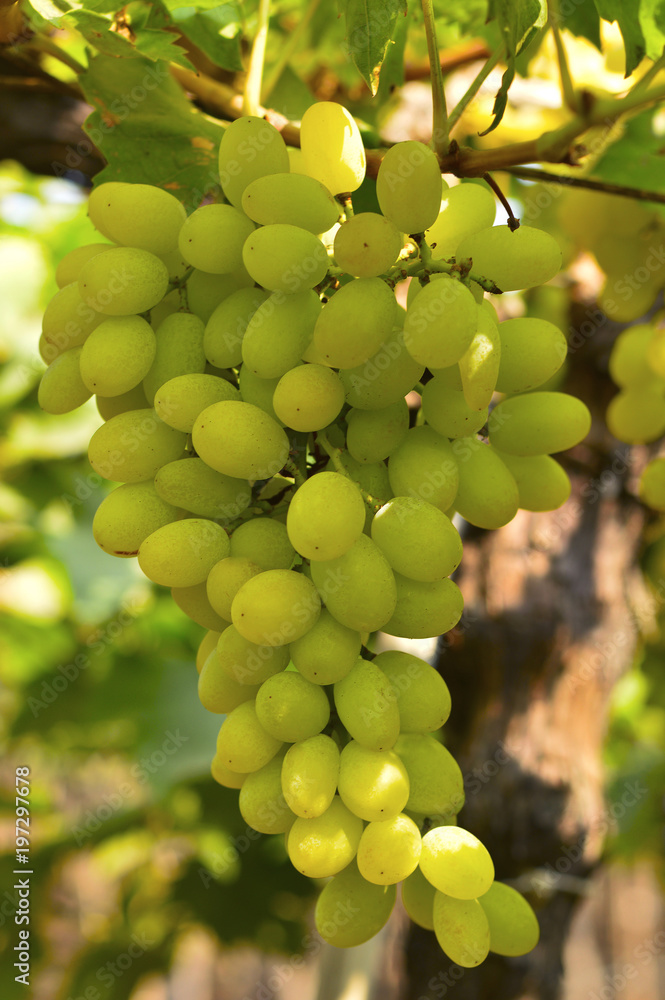 Green grapes on vine near Sangli, Maharashtra Green grapes on vine near Sangli, Maharashtra