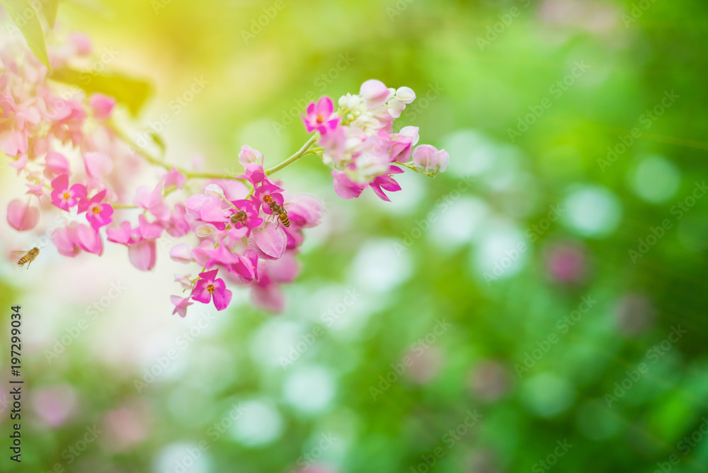 Beautiful pink flowers on green grass background Beautiful pink flowers on green grass background