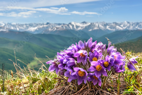 snowdrops flowers mountain snow