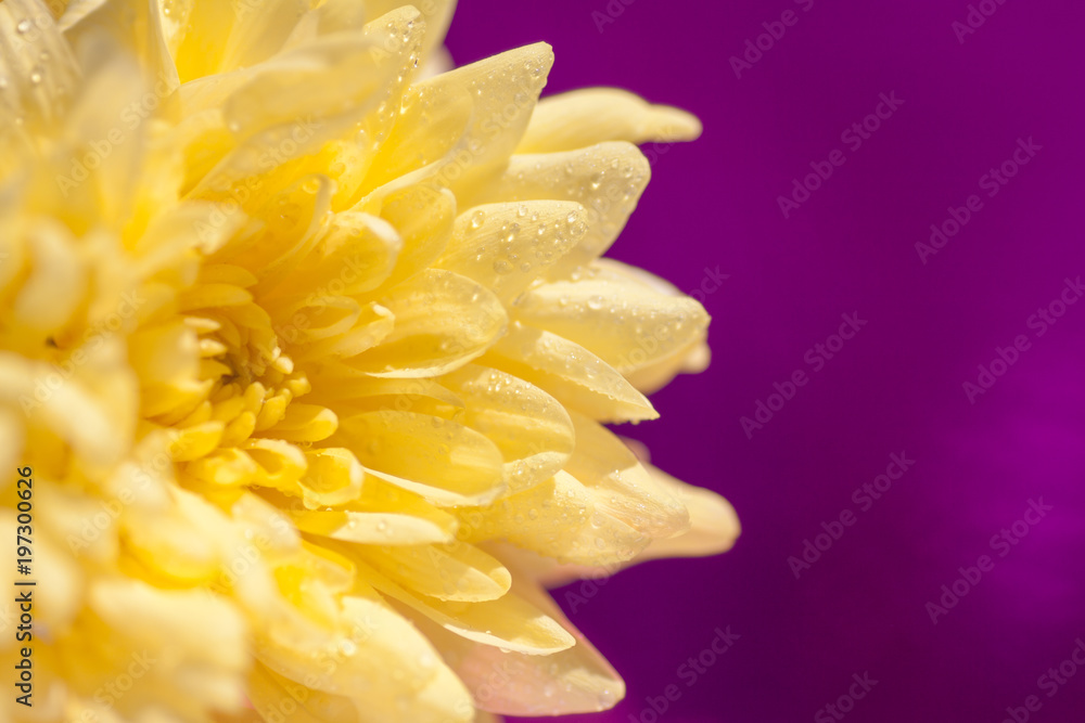 yellow bright chrysanthemums