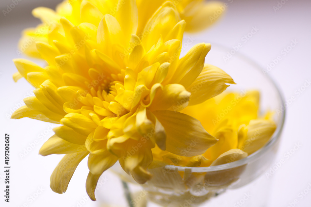 Fototapeta premium yellow bright chrysanthemums