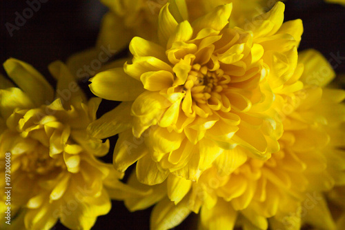 yellow bright chrysanthemums © mironovm