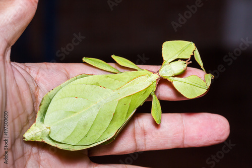 Fototapeta Naklejka Na Ścianę i Meble -  Female leaf insect (Phyllium westwoodi)
