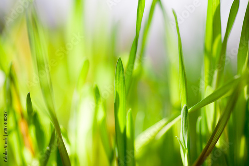 Spring fresh green grass close-up only grown