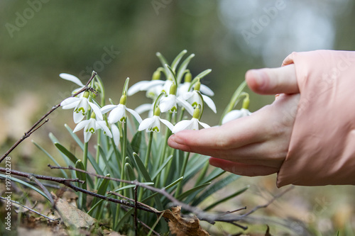 Child touches snowdrop with finger