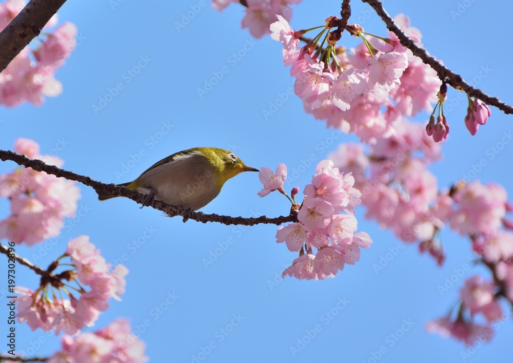 日本の桜の花にメジロ 日本の桜の花にメジロ
