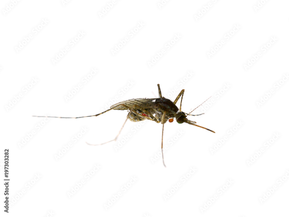 Mosquitoes are dying on the ground. Mosquitoes are dying on the ground.