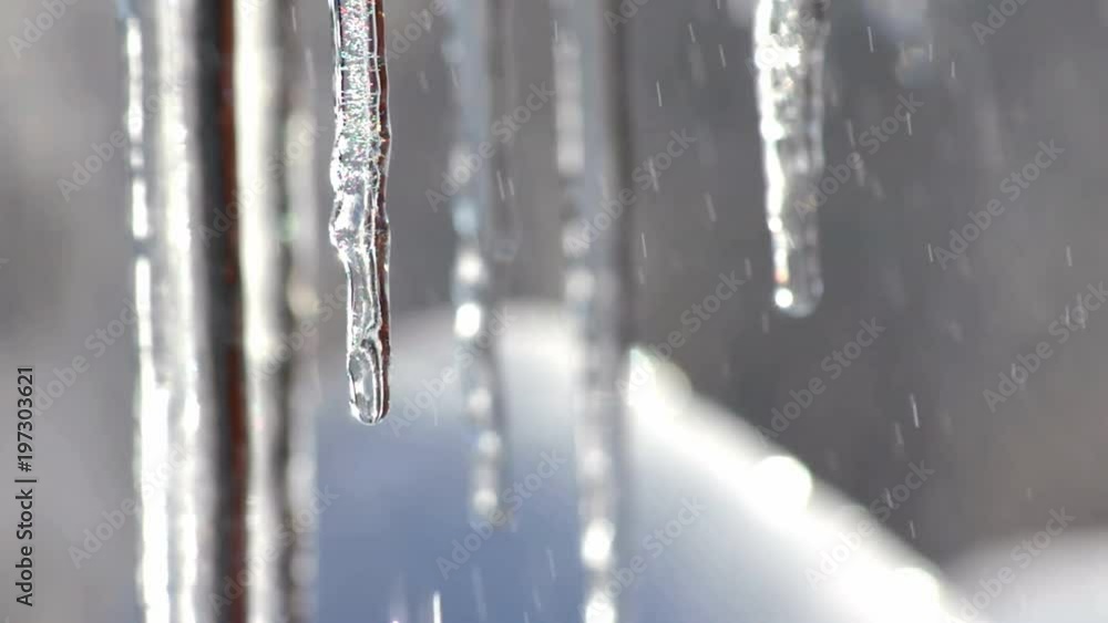 Transparent shiny icicles with droplet in sunlight Transparent shiny icicles with droplet in sunlight