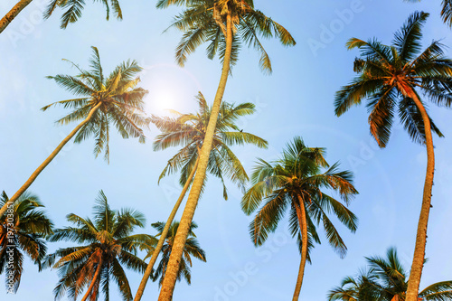 Silhouettes of palm trees