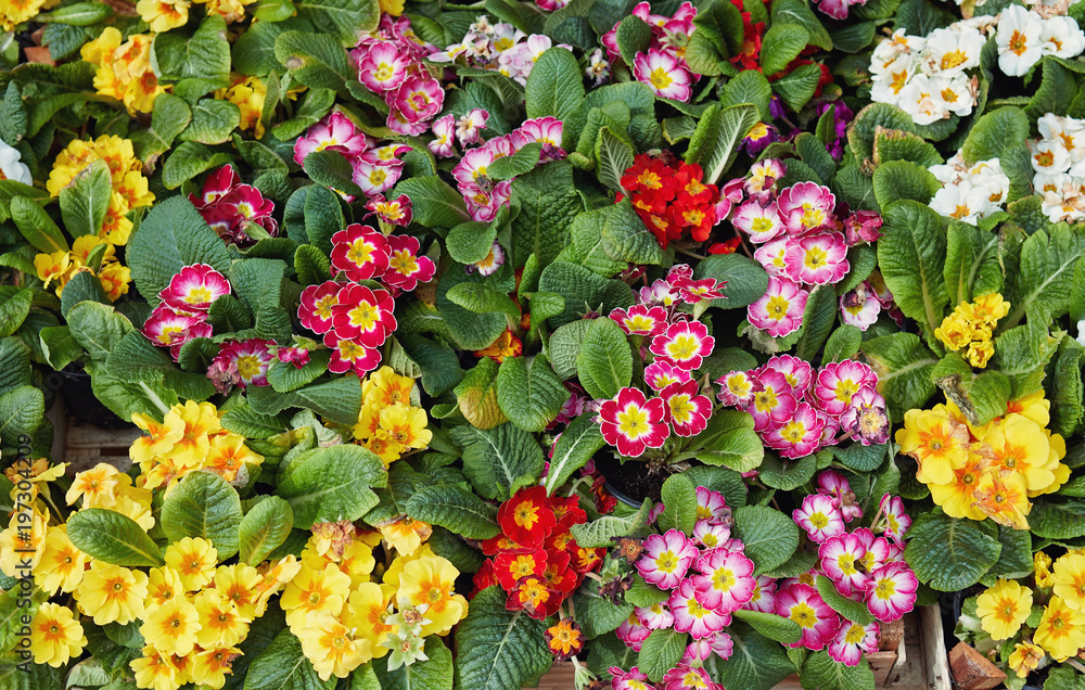 Obraz premium Beautiful spring flowers for sale at street market.