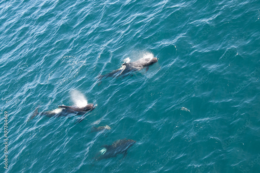 Fototapeta premium Long-finned Pilot Whales