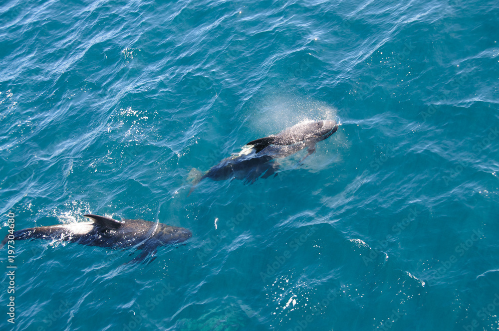Fototapeta premium Long-finned Pilot Whales