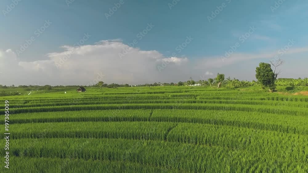 Aerial view of perfect green terraced rice fields in Canggu, Bali, fly backwards