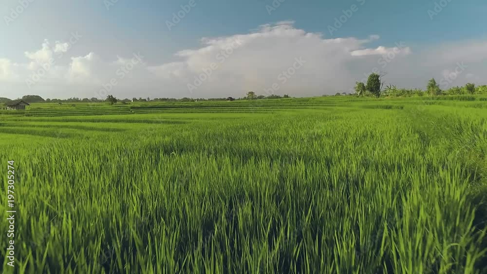 Aerial view of perfect green terraced rice fields in Canggu, Bali, fly forward Aerial view of perfect green terraced rice fields in Canggu, Bali, fly forward