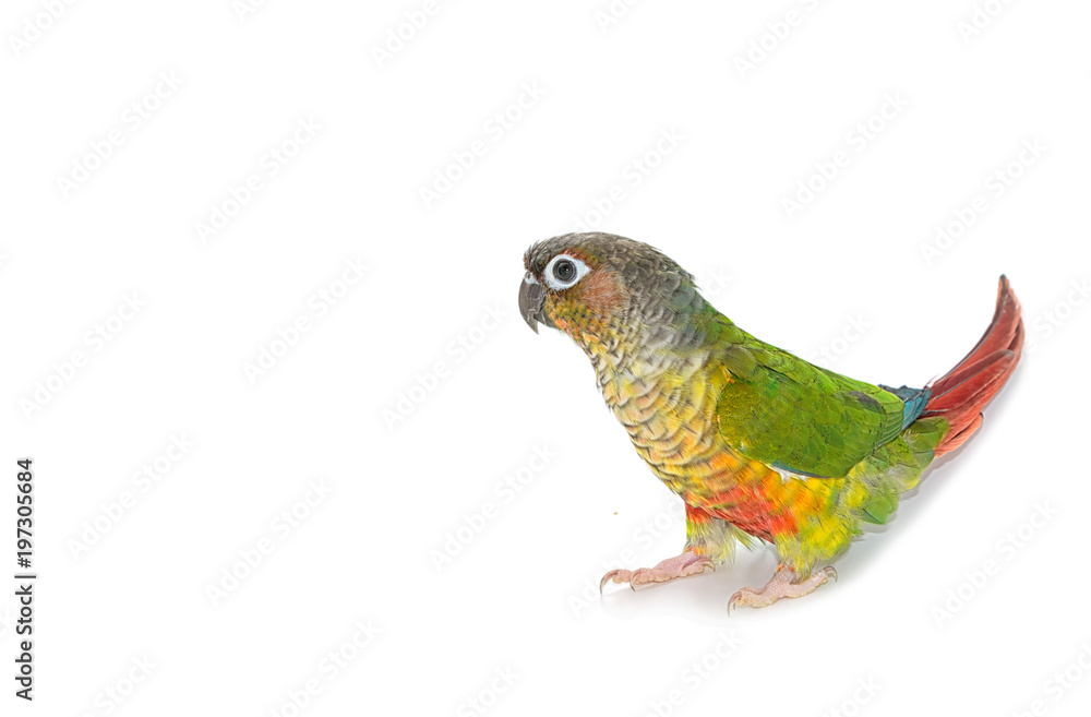 Green-cheeked conure bird on white background Green-cheeked conure bird on white background