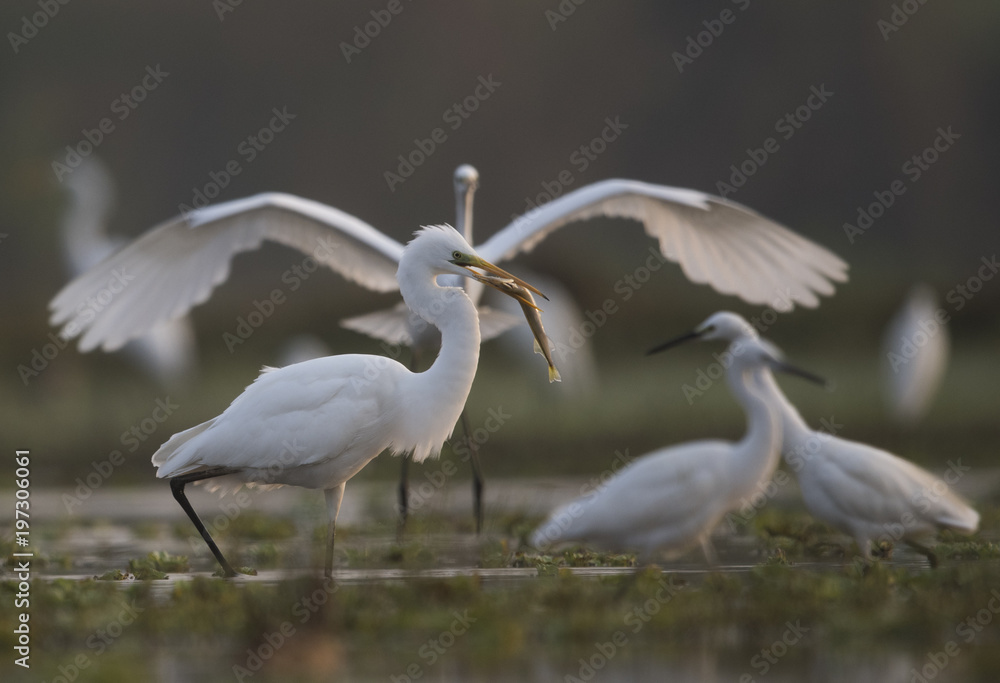 The Great White Egret The Great White Egret