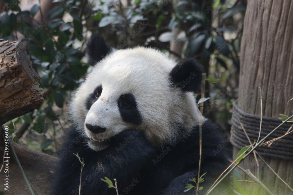 Fototapeta premium Giant Panda is Eating Bamboo Leaves, China