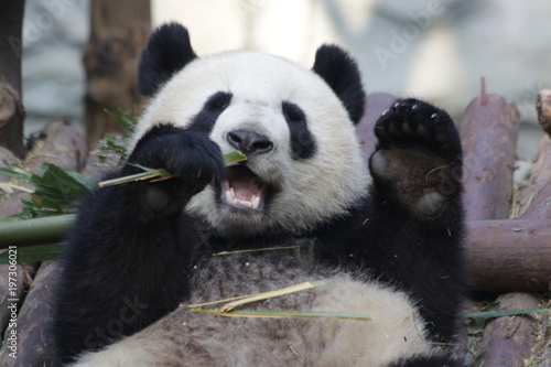 Fototapeta Naklejka Na Ścianę i Meble -  Giant Panda is Eating Bamboo Leaves, China
