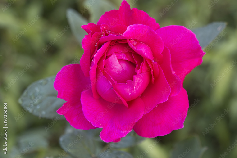 Pink Rose