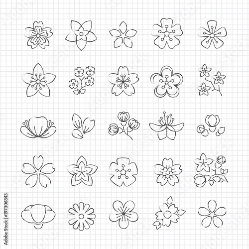 Pencil drawing blossom flowers