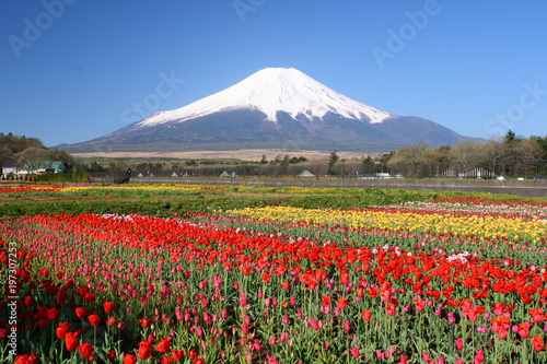 富士山とお花畑（チューリップ）