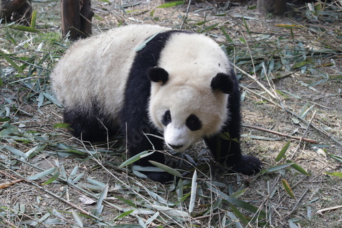 Fototapeta Naklejka Na Ścianę i Meble -  Giant Panda is Eating Bamboo Leaves, China