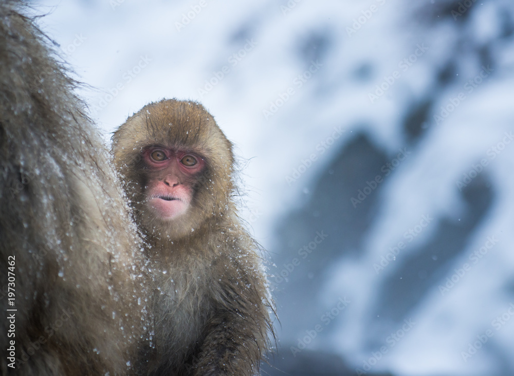 Naklejka premium Snow monkey in a hot spring, Nagano, Japan.