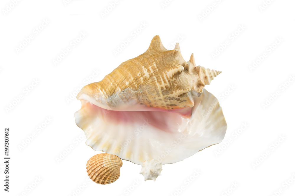 Giant Pink Queen Conchs and two smaller sea shells isolated on white Giant Pink Queen Conchs and two smaller sea shells isolated on white