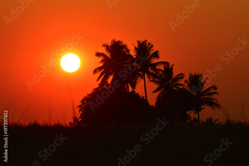 Silhouette of coconut tree during sunset