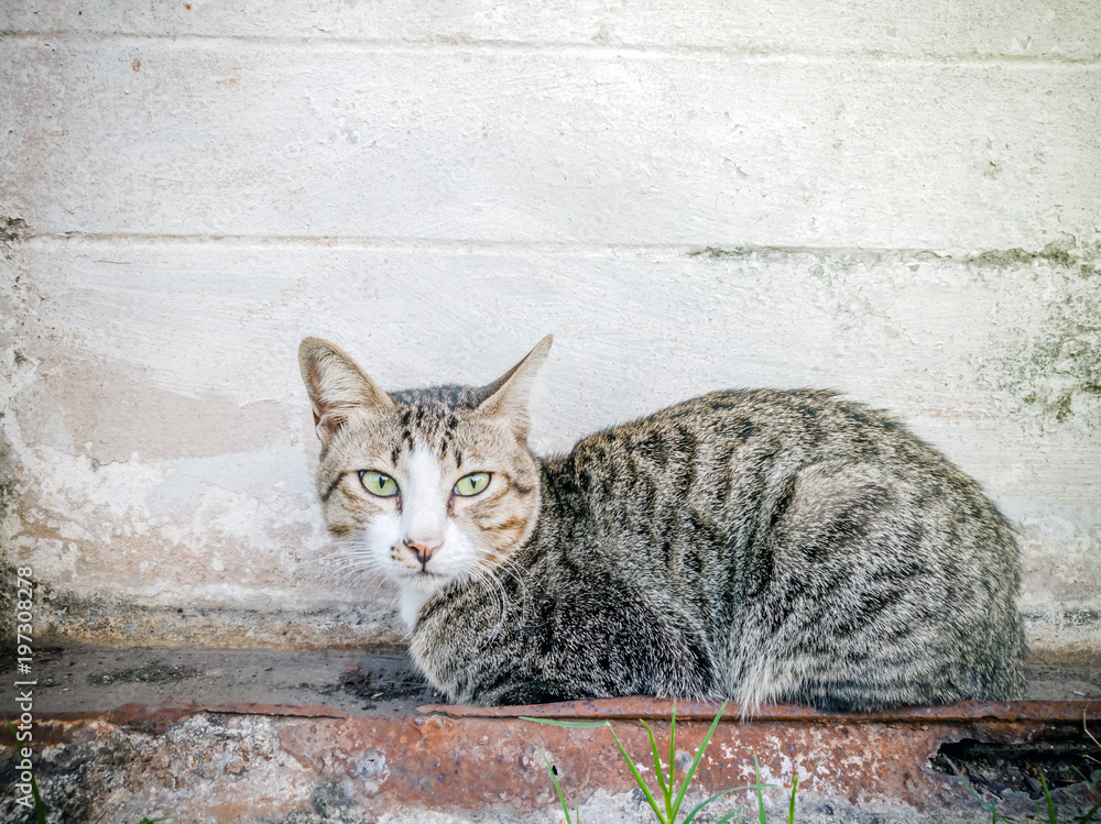 Action Animal Themes Cat Close-up Cute Cat Domestic, action cat funny, eye,Thai cat in looking action Action Animal Themes Cat Close-up Cute Cat Domestic, action cat funny, eye,Thai cat in looking action