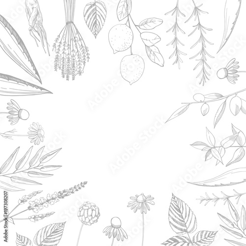 Plants for natural cosmetics. Organic cosmetics background. Vector illustration