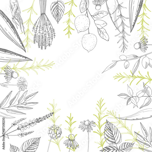 Plants for natural cosmetics. Organic cosmetics background. Vector illustration