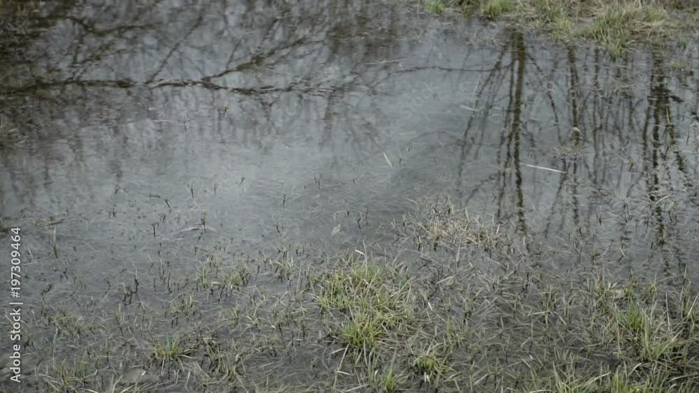 Spring swamp, swamp landscape, bog forest with standing water. Spring swamp, swamp landscape, bog forest with standing water.
