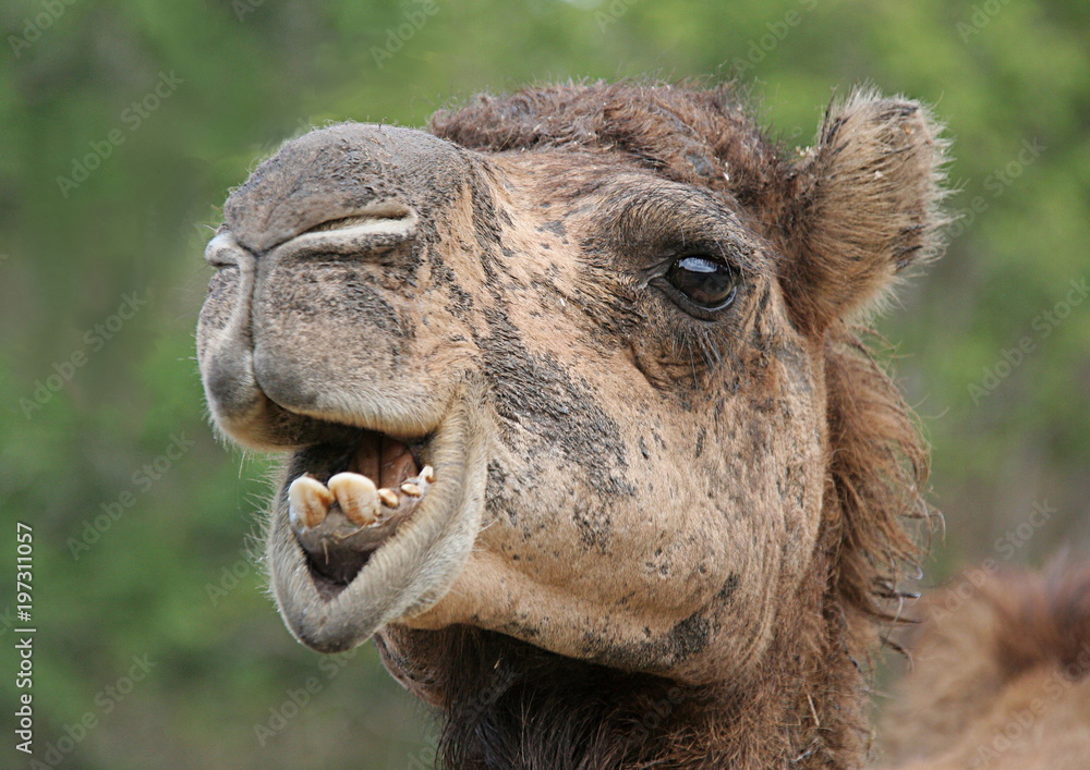 Portrait of a camel in Australia
