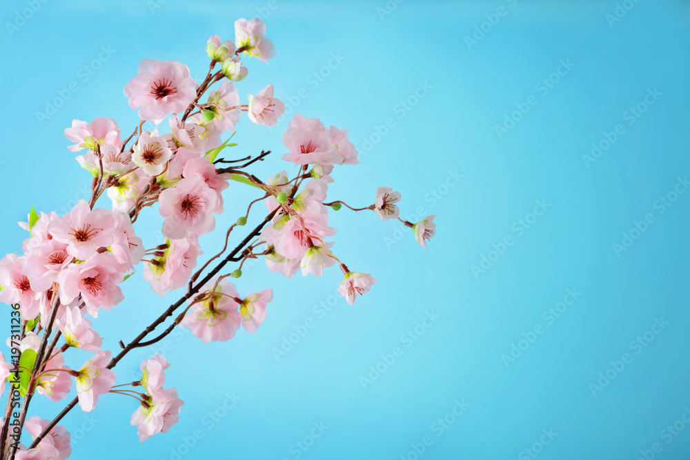 cherry blossom flowers on blue sky background cherry blossom flowers on blue sky background