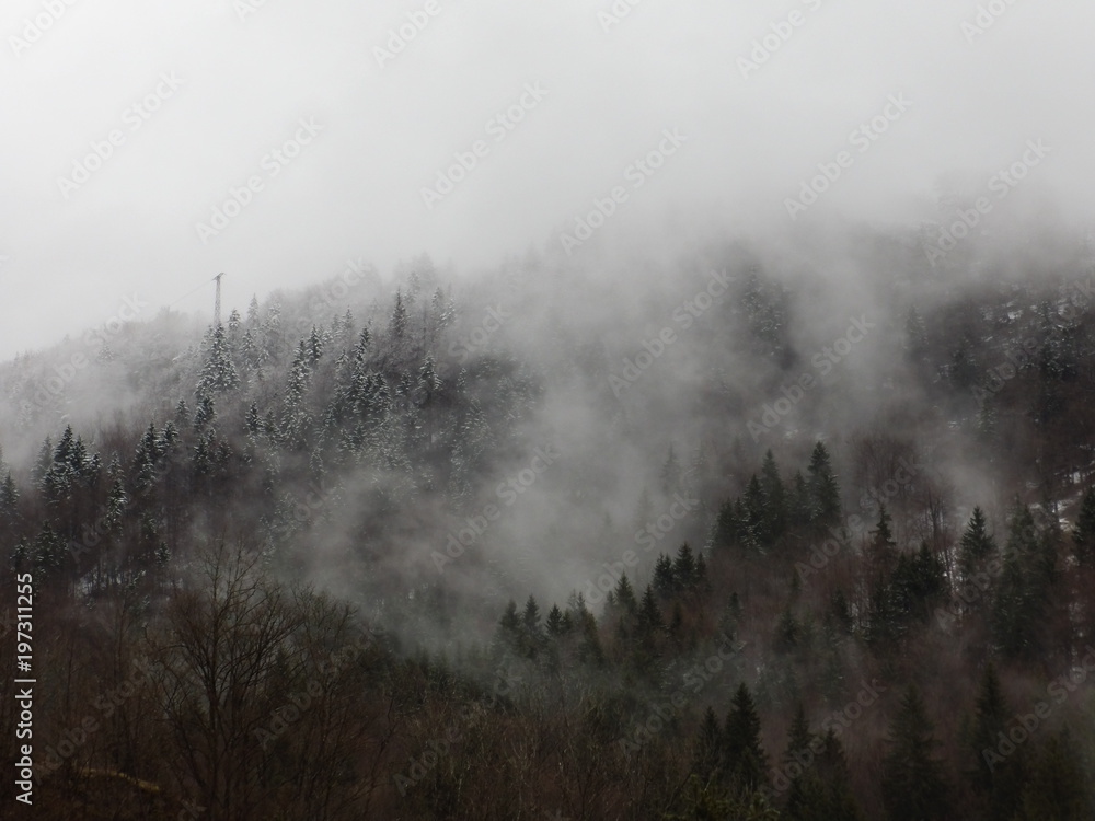 Montagne de sapins dans la brume