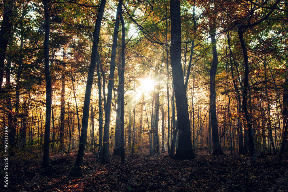 Fototapeta premium Deep in the woods