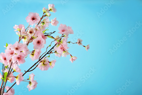 cherry blossom flowers on blue sky background