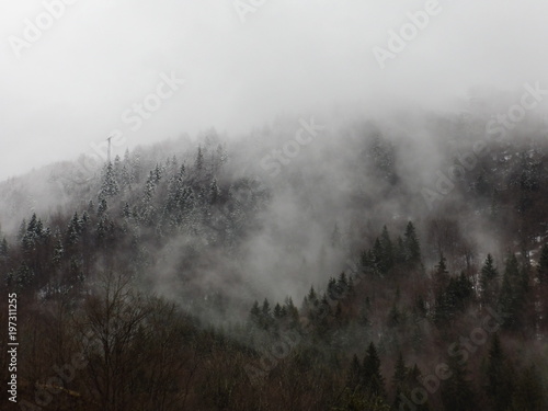Montagne de sapins dans la brume © Cri D'Colors by C.M 