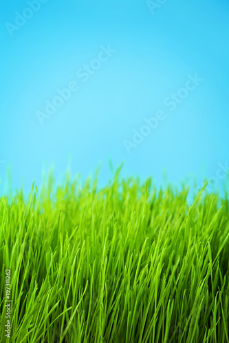 green grass meadow on blue sky background