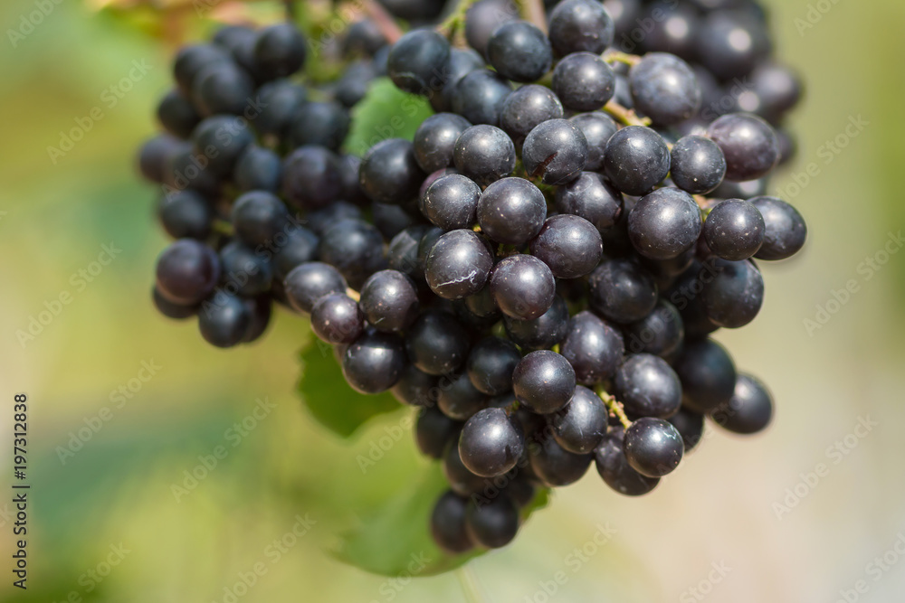 Ripe grapes in fall Ripe grapes growing at wine fields Ripe grapes in fall Ripe grapes growing at wine fields